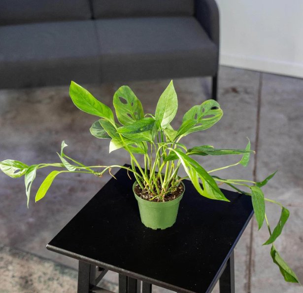 Wonderful Monstera adansonii Narrow Leaf Garden Plant