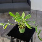 Wonderful Monstera adansonii Narrow Leaf Garden Plant