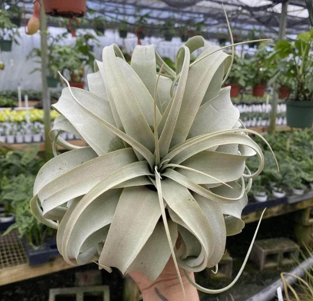 Wonderful Tillandsia xerographica Garden Plant