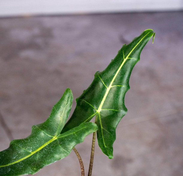 Wonderful Alocasia Sarian Garden Plant