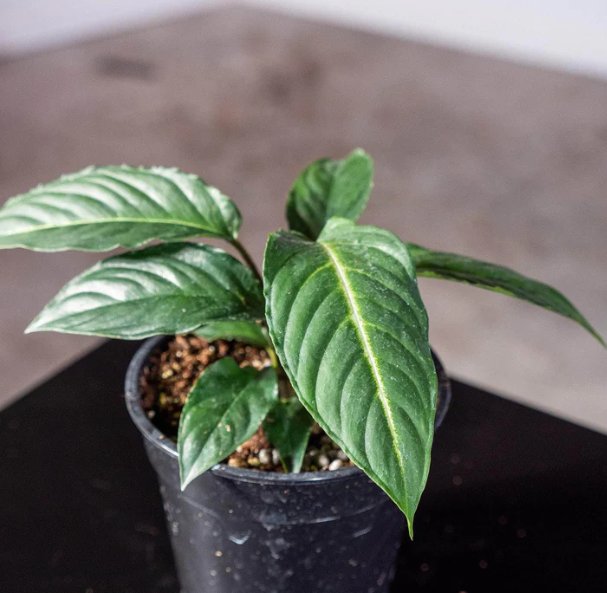 Wonderful Phyllotaenium lindenii Magnificum Garden Plant