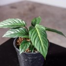 Wonderful Phyllotaenium lindenii Magnificum Garden Plant
