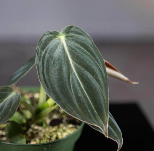 Wonderful Philodendron melanochrysum Garden Plant
