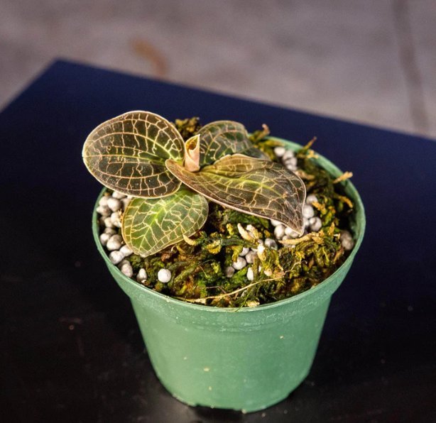 Wonderful Orchid Macodes Gold Dust Garden Plant