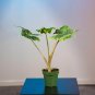 Wonderful Alocasia macrorrhiza Stingray Garden Plant