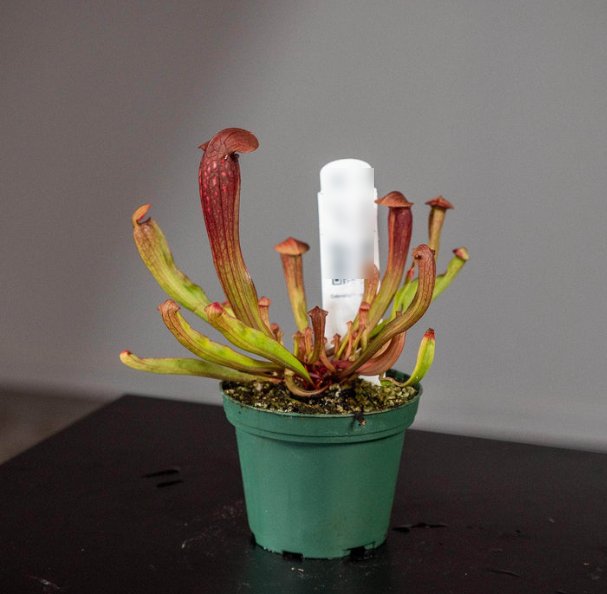 Wonderful Carnivorous Sarracenia Bug Bat Garden Plant