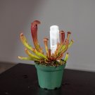 Wonderful Carnivorous Sarracenia Bug Bat Garden Plant
