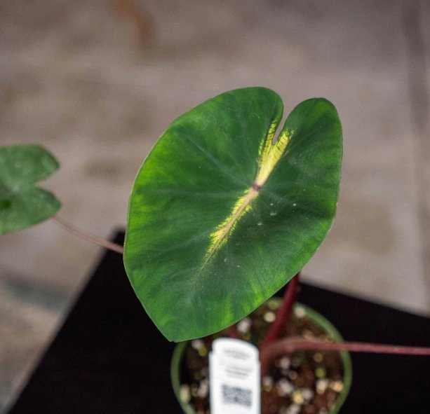 Wonderful Colocasia esculenta Waikiki Garden Plant