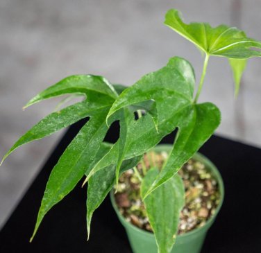 Wonderful Anthurium pedatoradiatum Fingers Garden Plant