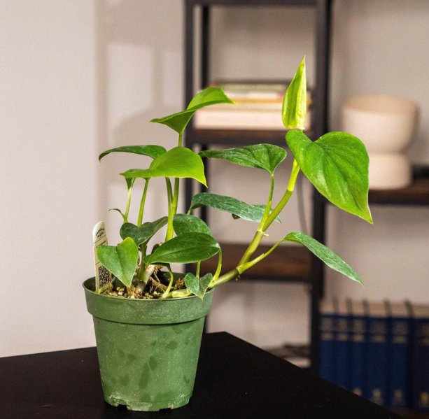 Wonderful Philodendron frits wentii Garden Plant