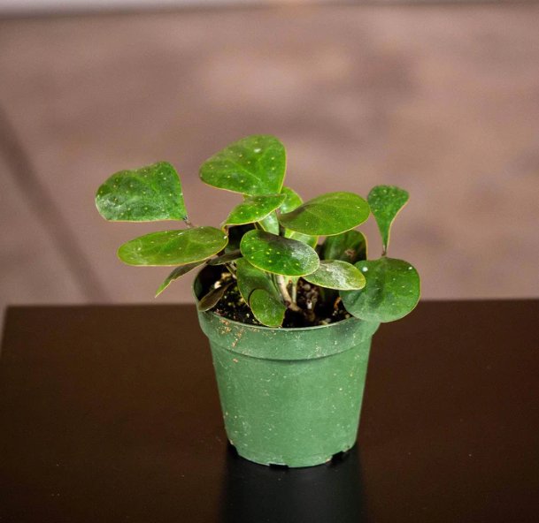 Wonderful Ficus deltoidea Garden Plant