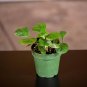 Wonderful Ficus deltoidea Garden Plant