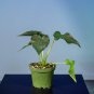 Wonderful Caladium bicolor Fallen City Garden Plant