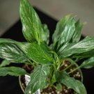 Wonderful Spathiphyllum Disco Garden Plant