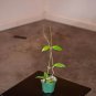 Wonderful Hoya UT 039 Garden Plant