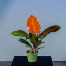 Wonderful Philodendron McColleys Finale Garden Plant