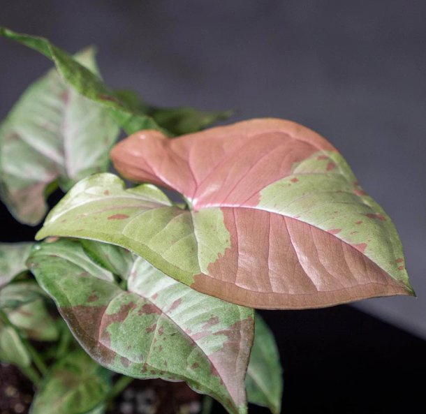 Wonderful Syngonium podophyllum Confetti Garden Plant