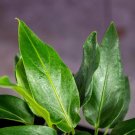 Wonderful Anthurium plowmanii Garden Plant