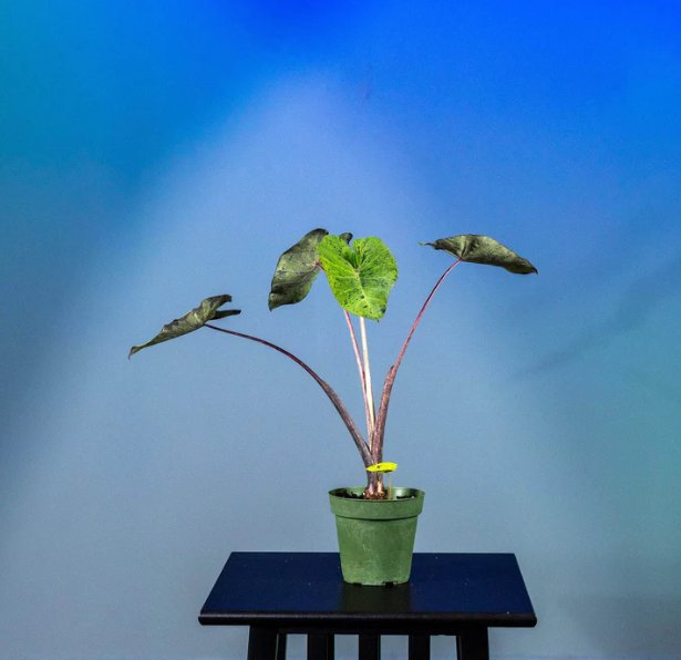 Wonderful Colocasia esculenta Mojito Garden Plant