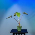 Wonderful Colocasia esculenta Mojito Garden Plant