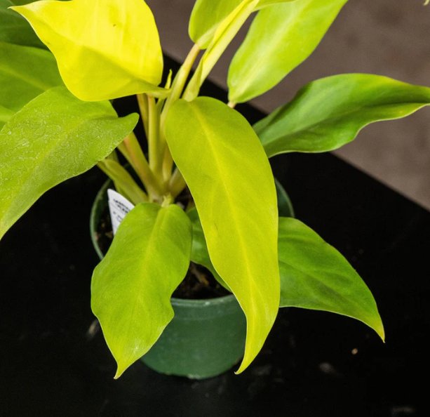 Wonderful Philodendron Lemon Lime Upright Vining Garden Plant