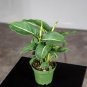 Wonderful Dieffenbachia Green Magic Garden Plant