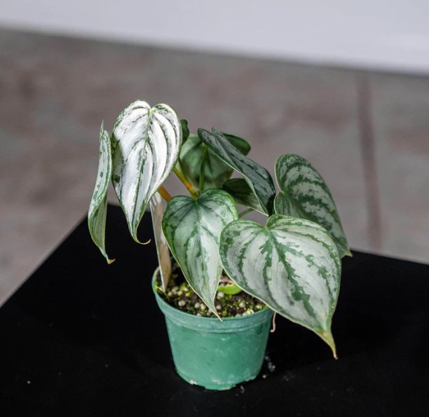 Wonderful Philodendron brandtianum Garden Plant