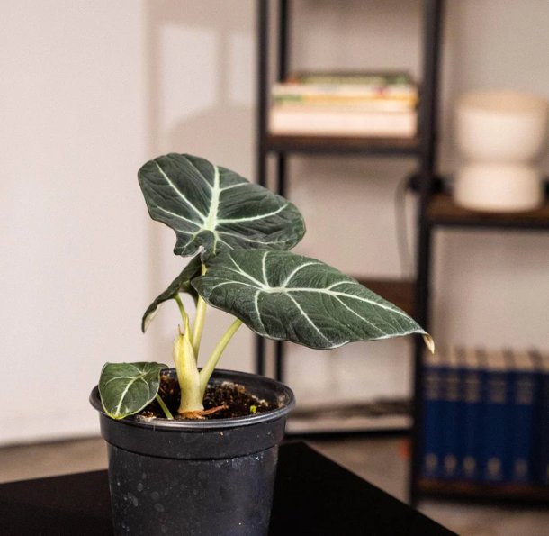 Wonderful Alocasia reginula Black Velvet Garden Plant