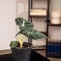 Wonderful Alocasia reginula Black Velvet Garden Plant
