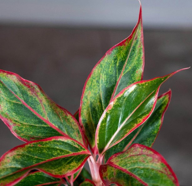 Wonderful Aglaonema Siam Aurora Garden Plant