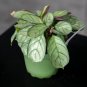 Wonderful Ctenanthe burle marxii Amagris Garden Plant