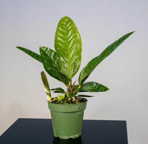 Wonderful Anthurium superbum Garden Plant