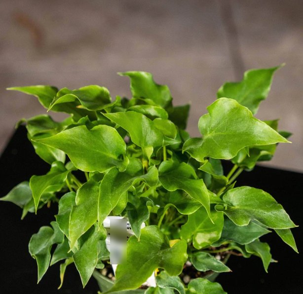Wonderful Philodendron bipinnatifidum Baby Hope Garden Plant