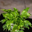 Wonderful Philodendron bipinnatifidum Baby Hope Garden Plant