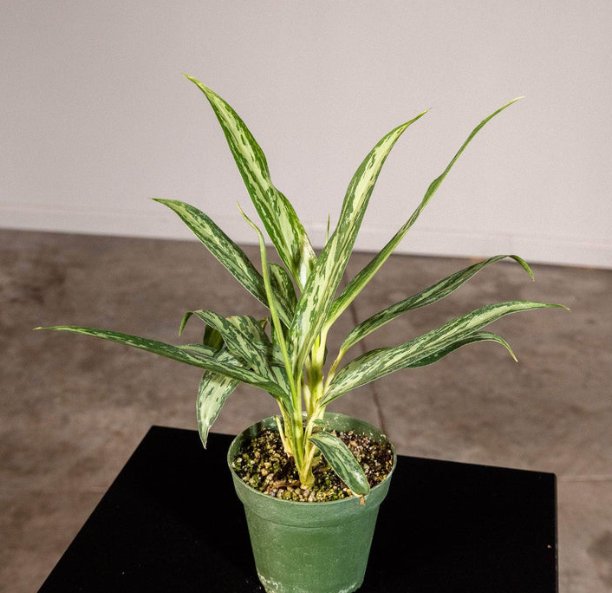 Wonderful Aglaonema Mondo Bay Garden Plant