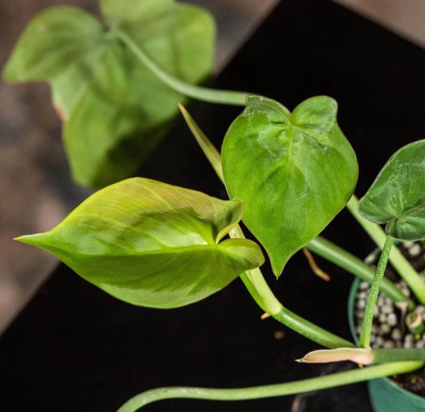 Wonderful Philodendron camposportoanum Garden Plant
