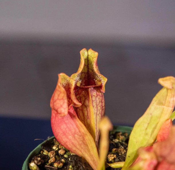 Wonderful Carnivorous Sarracenia purpurea ssp venosa Garden Plant