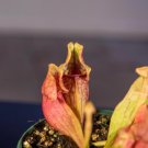 Wonderful Carnivorous Sarracenia purpurea ssp venosa Garden Plant
