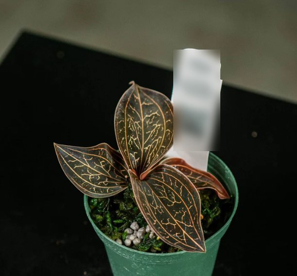 Wonderful Orchid Anoectochilus chapaensis Garden Plant
