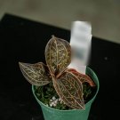 Wonderful Orchid Anoectochilus chapaensis Garden Plant