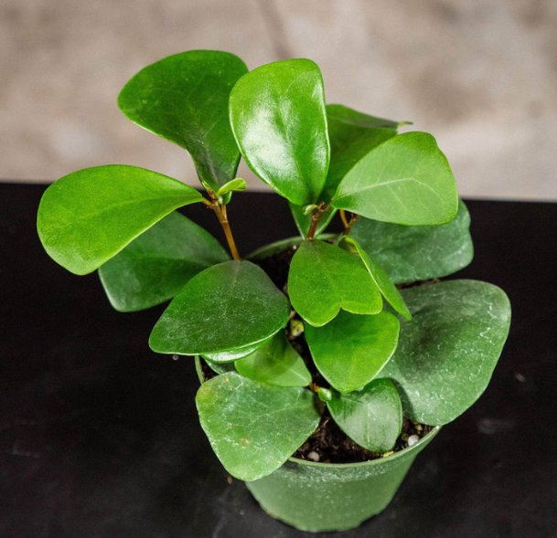 Wonderful Ficus triangularis Garden Plant