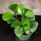 Wonderful Ficus triangularis Garden Plant