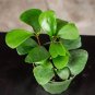 Wonderful Ficus triangularis Garden Plant