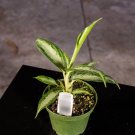 Wonderful Aglaonema White Rain Garden Plant