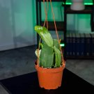 Wonderful Cactus Epiphyllum oxypetalum Garden Plant