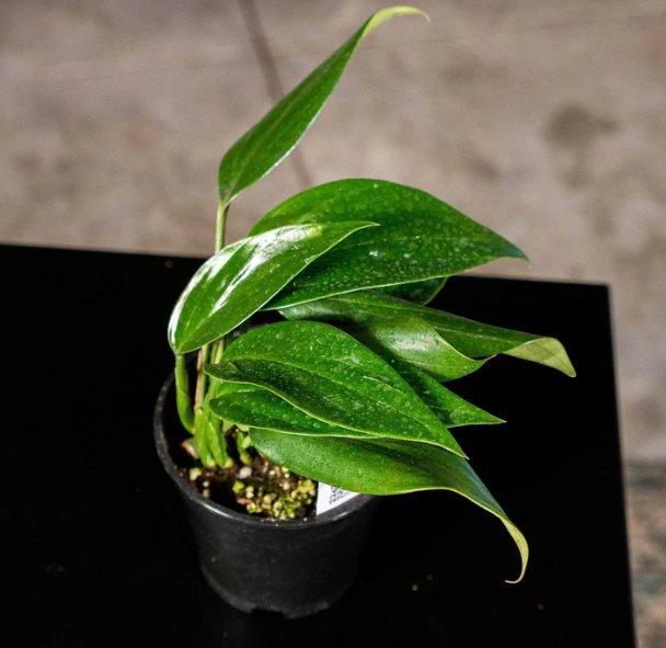 Wonderful Rhaphidophora decursiva Garden Plant