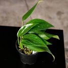 Wonderful Rhaphidophora decursiva Garden Plant