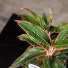 Wonderful Aglaonema Red Gold Garden Plant