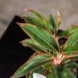 Wonderful Aglaonema Red Gold Garden Plant