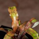 Wonderful Bromeliad Cryptanthus Calypso Garden Plant